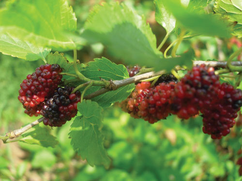 mulberries